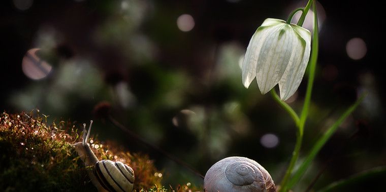 Join the Pro Macro Shots Photo Contest and win Nikon 1 Camera - VIEWBUG.com
